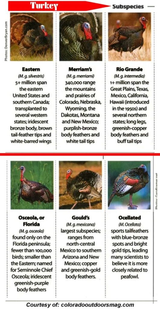 Common Types of Turkeys and Their Characteristics2