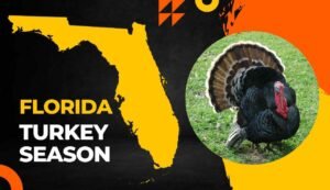 Florida Turkey Season