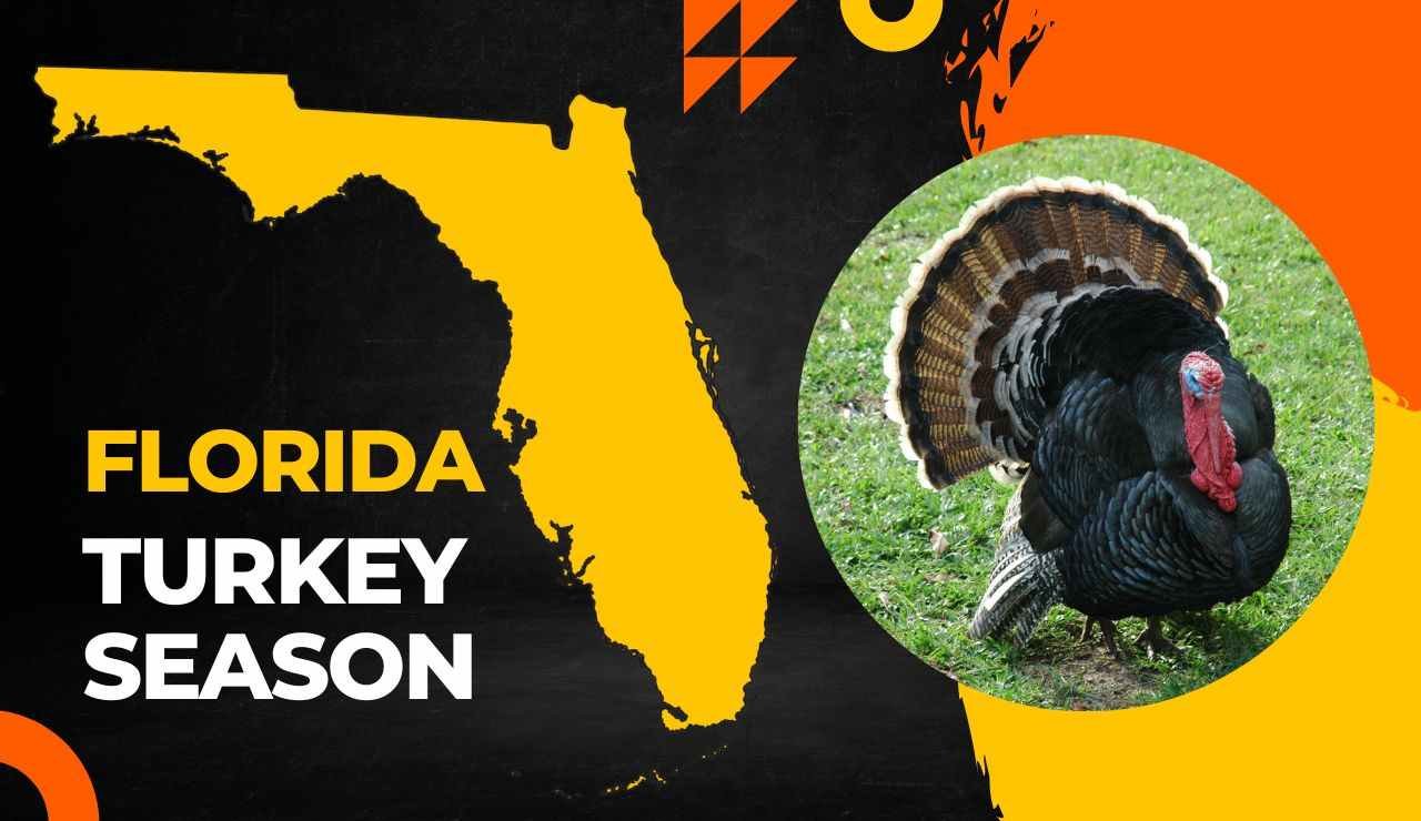 Florida Turkey Season 2024 Latest Hunting Dates, Licenses & Rules