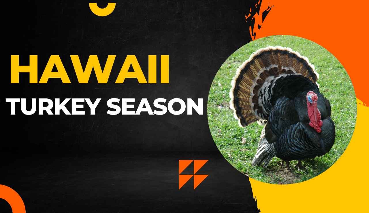 Hawaii Turkey Season 2023 Dates, Tags & Licenses Complete Update
