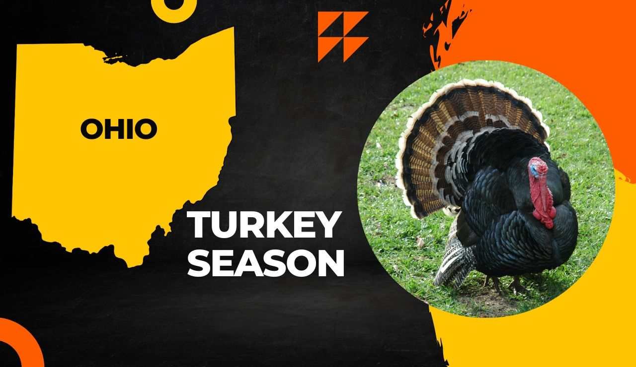 Ohio Turkey Season 2024 Dates & Regulation Released!