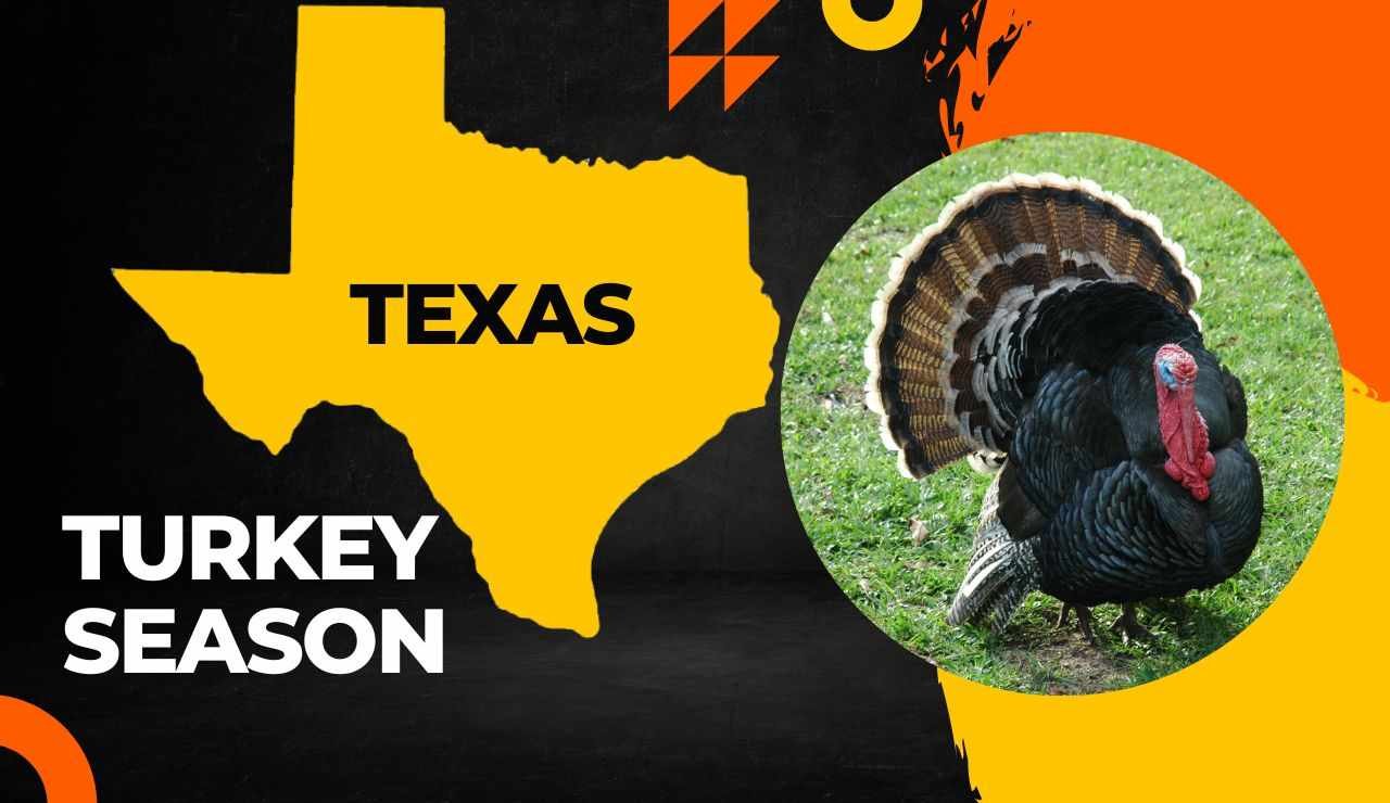 Texas Turkey Season 20232024 Latest Hunting Dates, Bag Limits