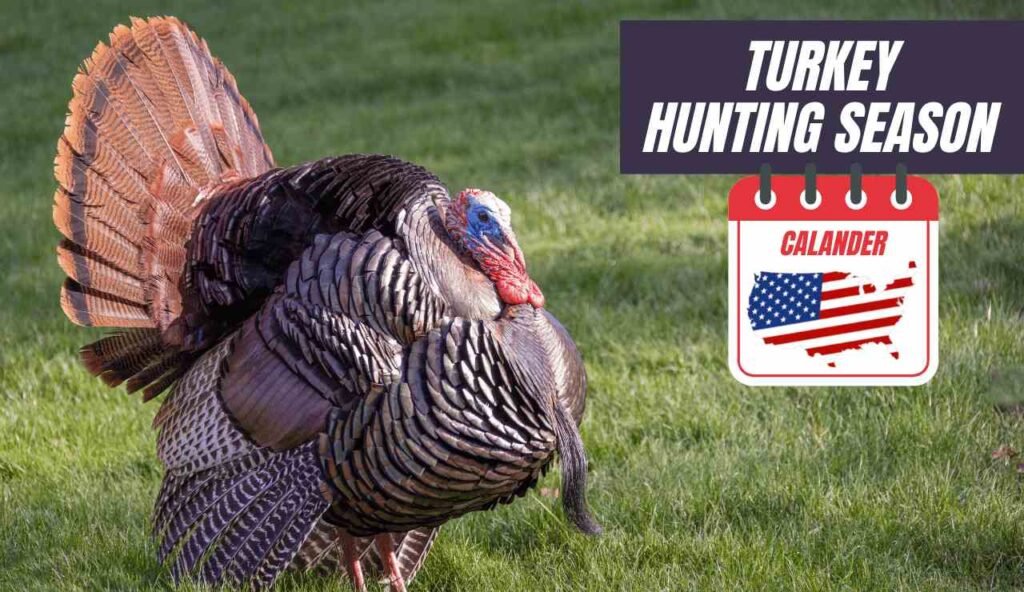 Turkey Hunting Season 20232024 Calendar Dates, Bag Limits