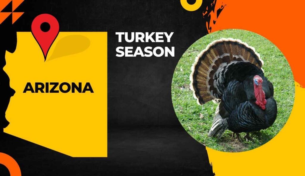 Arizona Turkey Season 2024 Dates Regulations Licenses More   Arizona Turkey Season 1024x592 