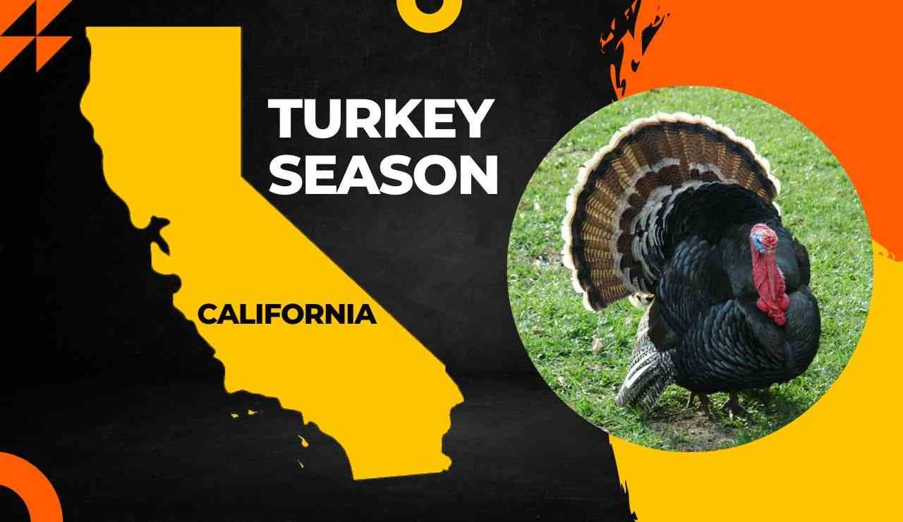 California Turkey Season 2024 Latest Guide ! [Dates, Regulation