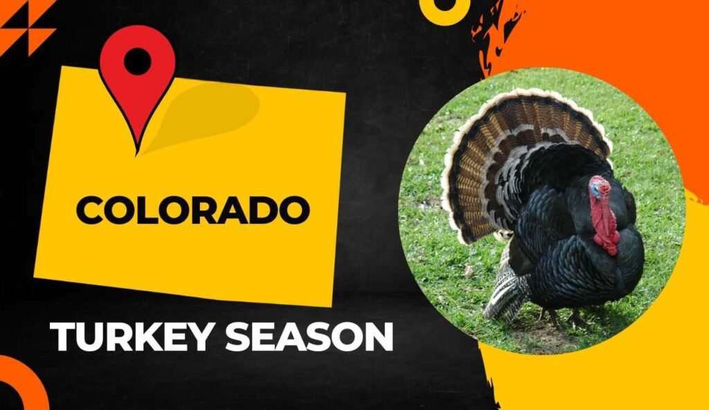 Colorado Turkey Season 2024 [Dates, Bag Limits, Regulations & More