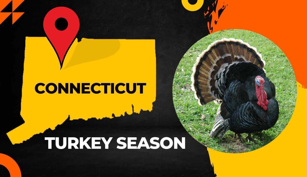 Connecticut Turkey Season 2024 [Dates, Regulations, Bag Limits & More