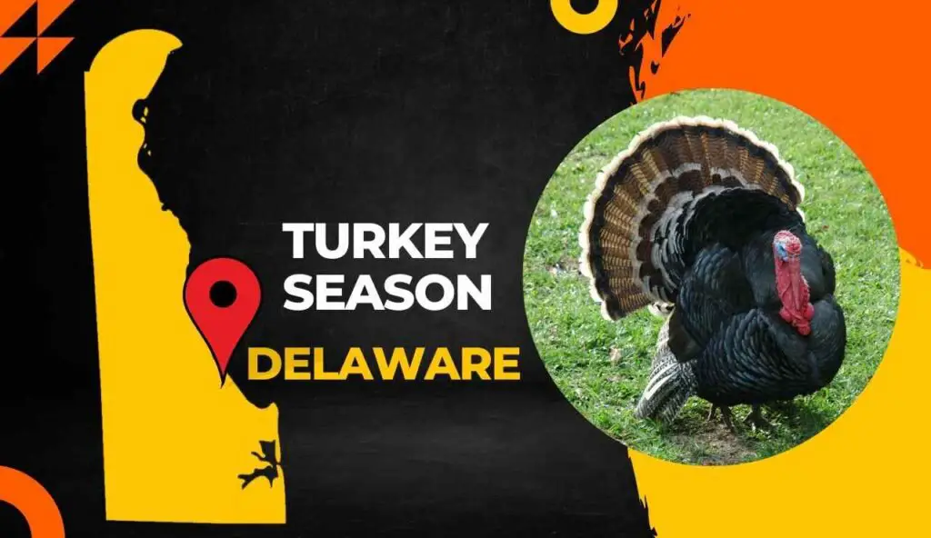 Delaware Turkey Season 2024: Everything You Need to Know Dates Delaware Turkey Season 2024: Everything You Need to Know Dates