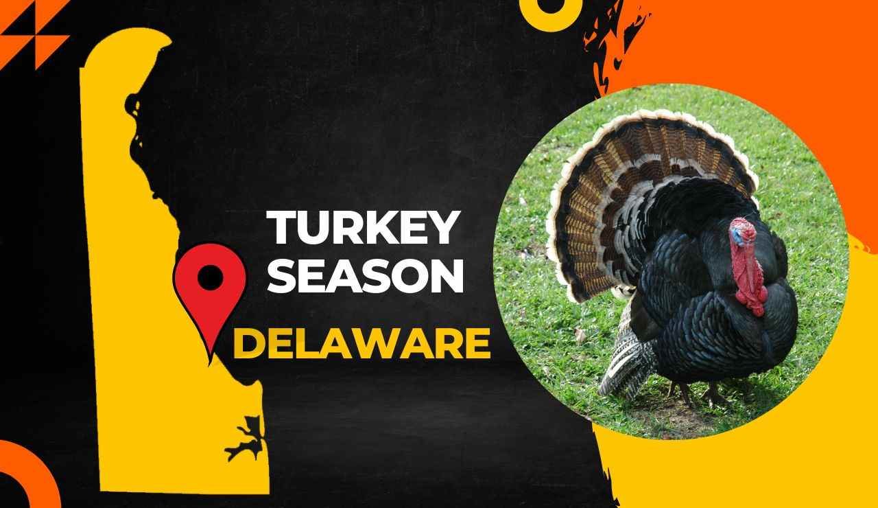 Delaware Turkey Season 2023 DE Turkey Hunting Guide [Everything You