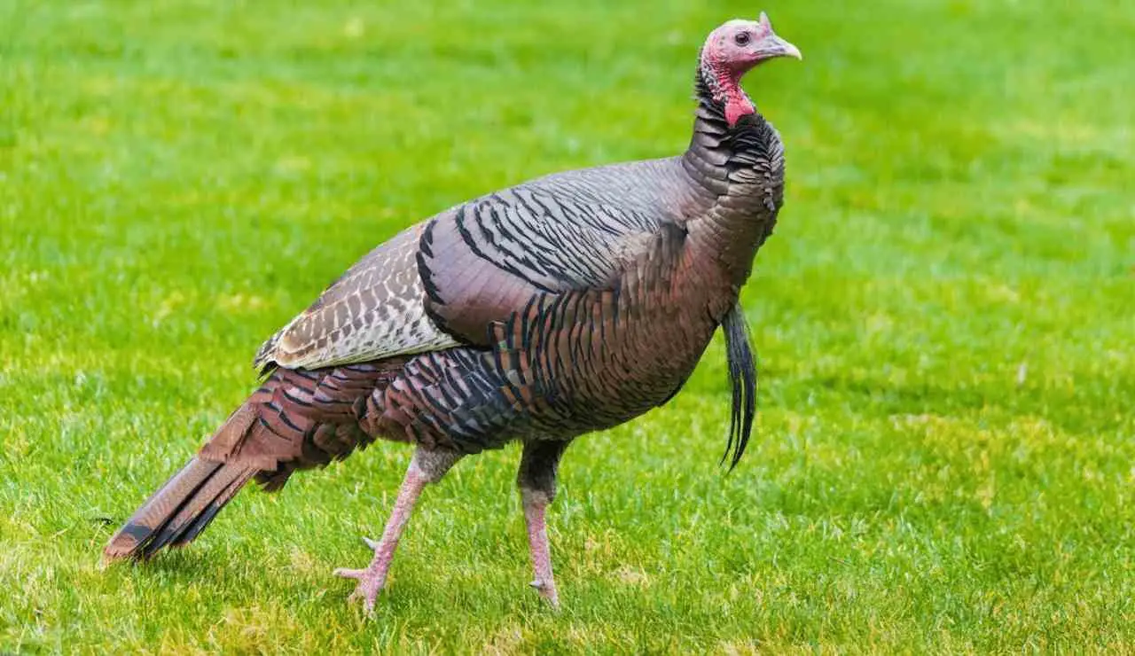 How Fast Can A Turkey Run Discover Surprising Truth About Speed Of A 
