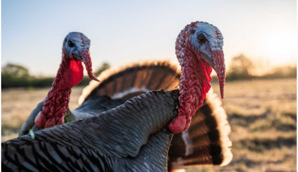 How to Hunt Turkey Like a Champ? [The Ultimate Guide To Turkey Hunting