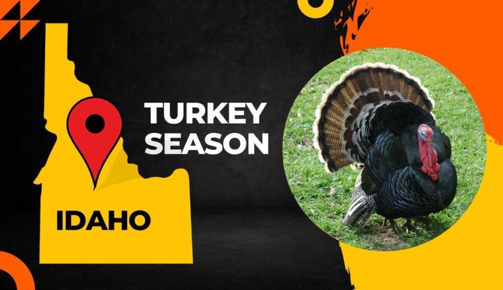 Idaho Turkey Season 2024 Guide [Dates, Regulation, Licenses & More!]