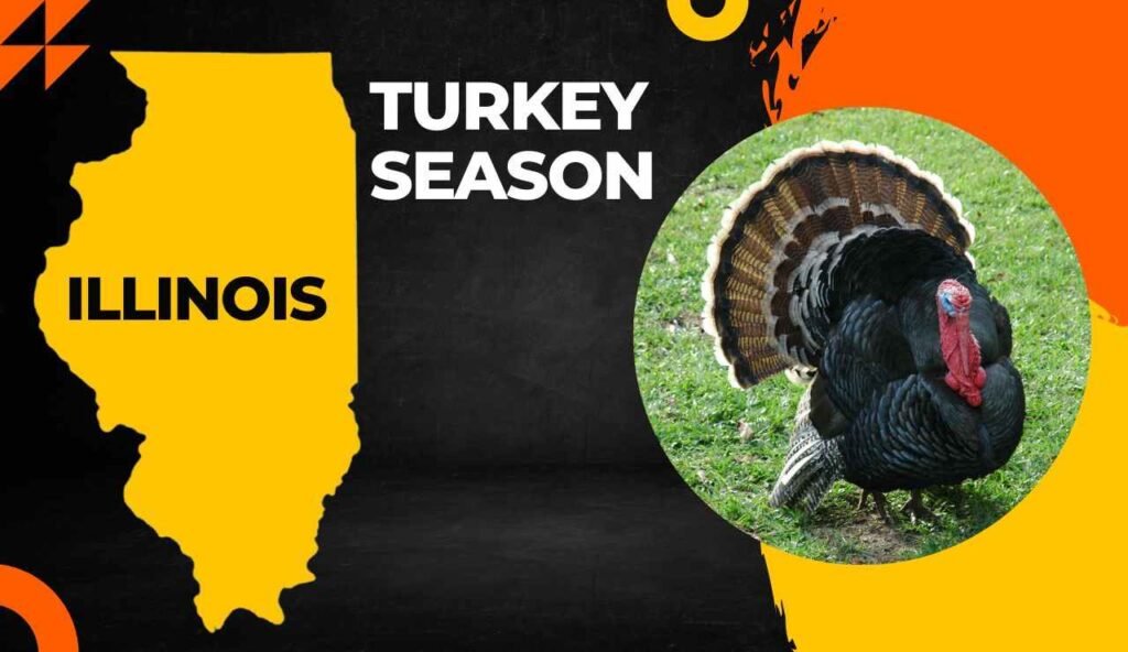 Illinois Turkey Season 2024 Guide [Dates, Regulations, Bag Limits