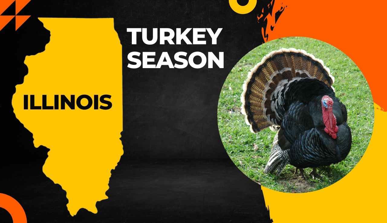 Illinois Turkey Season 2023 Hunting Guide [Dates, Regulations, Bag