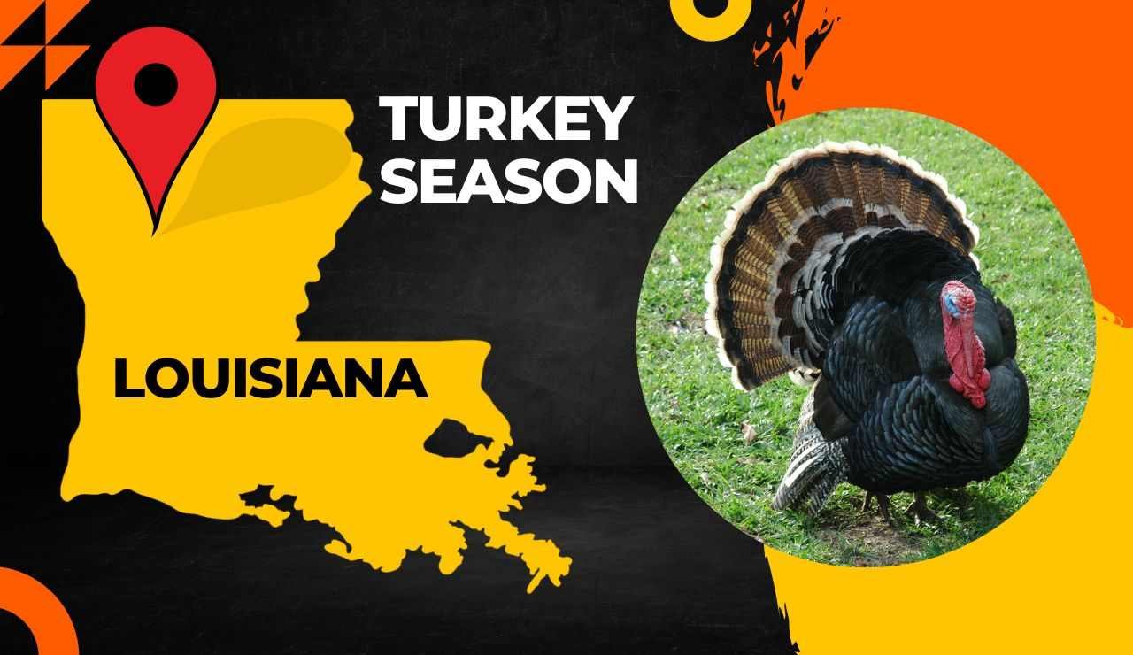 Louisiana Turkey Season 2024 LA Turkey Hunting [Dates, Regulations