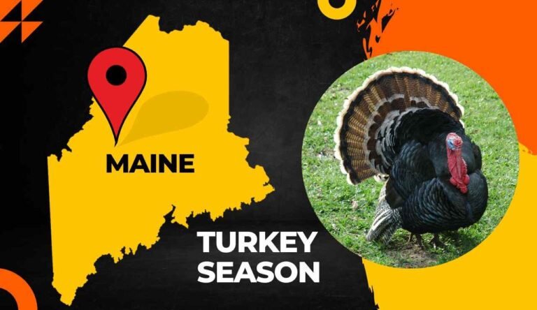 Maine Turkey Season