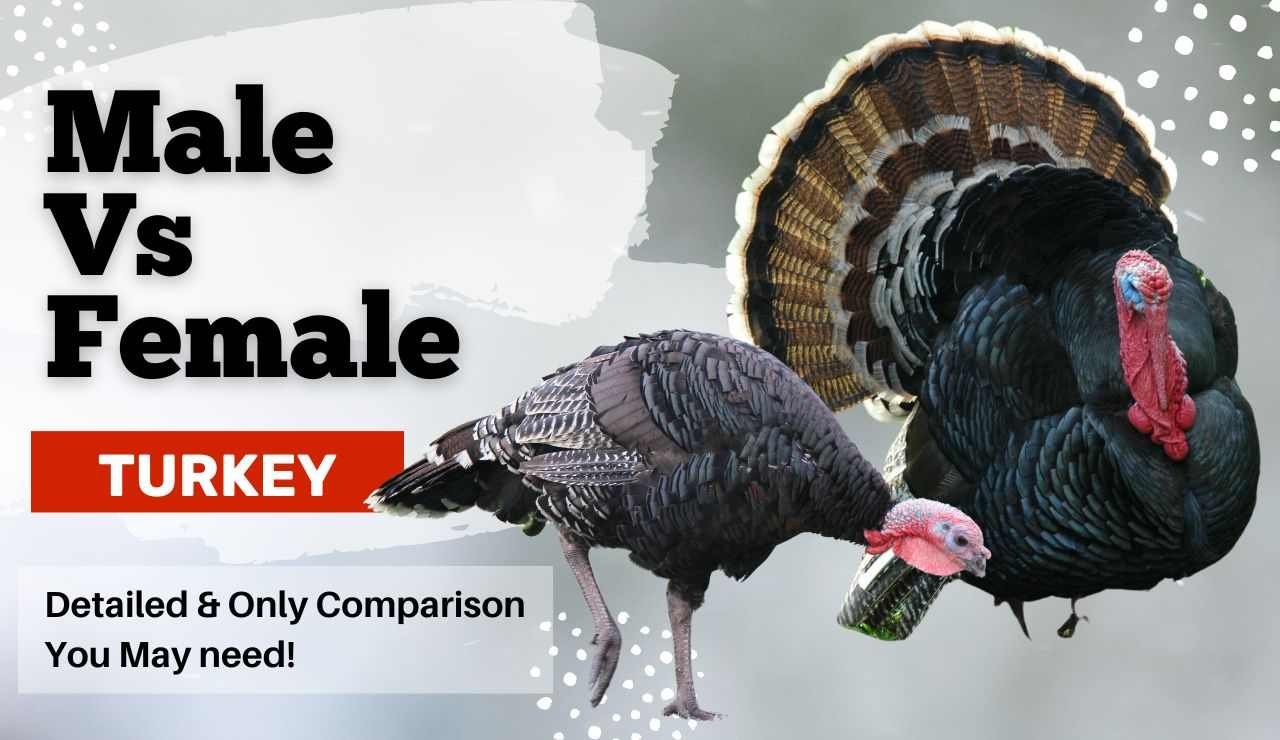 Male Vs Female Turkey