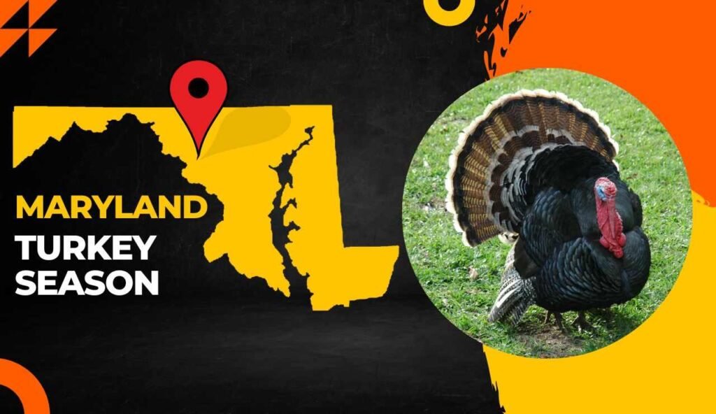 Maryland Turkey Season 2024 [Dates, Regulations, Licenses & More!]