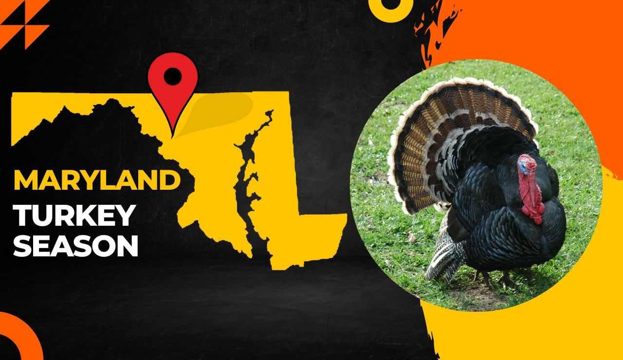 Maryland Turkey Season 2023 MD Turkey Hunting Guide [Dates