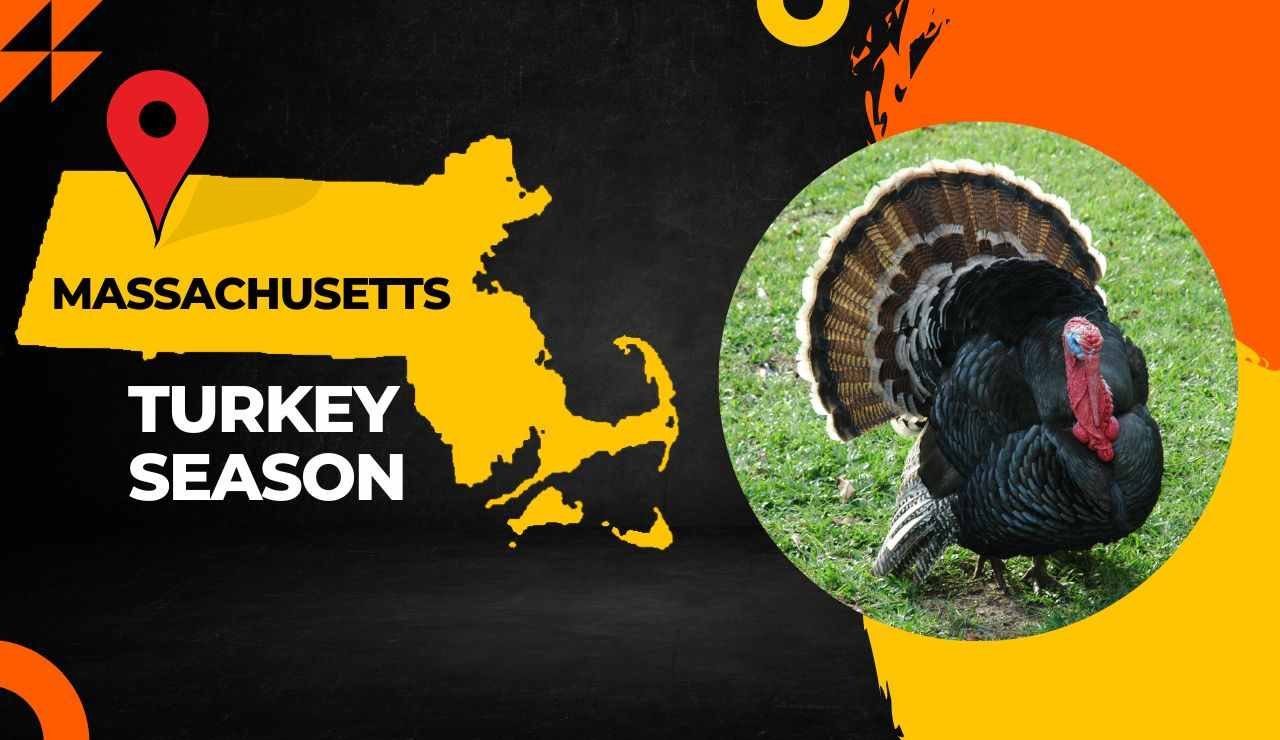Massachusetts Turkey Season 2023 MA Turkey Hunting [Dates, Regulations