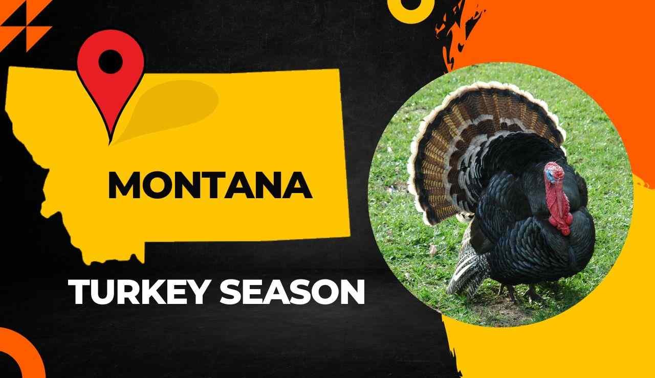 Montana Turkey Season 2023: MT Turkey Hunting Guides [Dates, Bag Limits ...