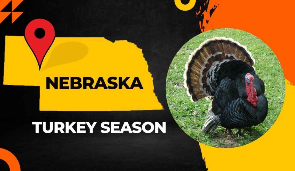 Nebraska Turkey Season 20242025 [Dates, Regulations, Bag Limits]