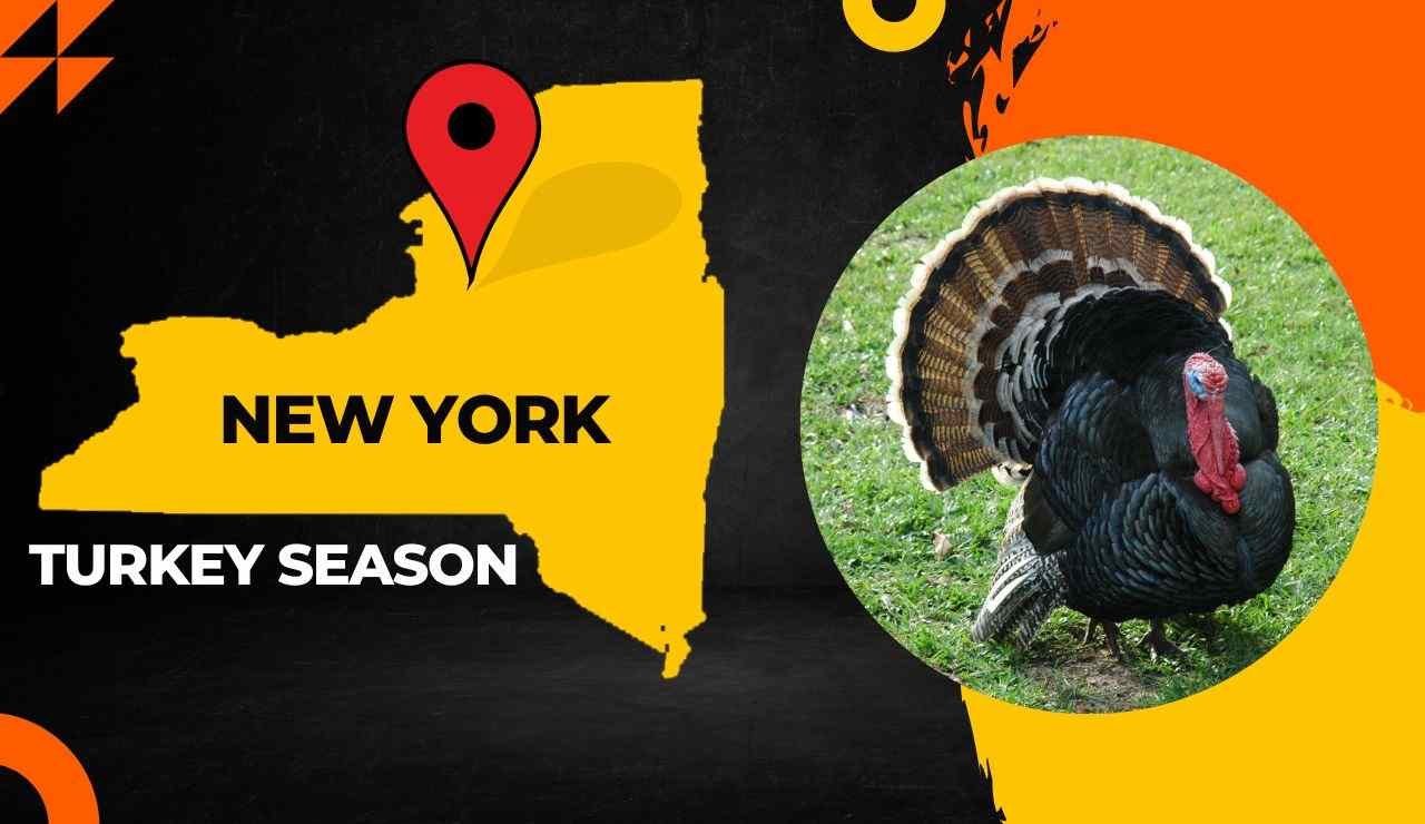 New York Turkey Season 2023 NY Turkey Hunting Guide [Dates