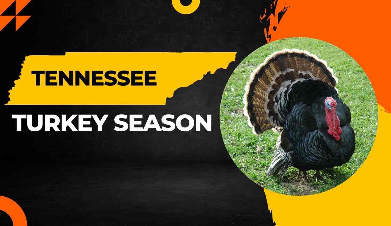Tennessee Turkey Season 2023 Complete Hunting Guide Dates, Bags