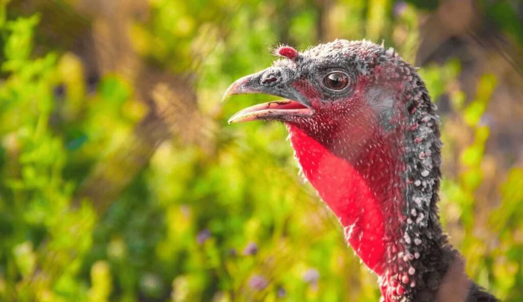 What Do Wild Turkeys Eat? Uncovering the Surprising Diet of Wild