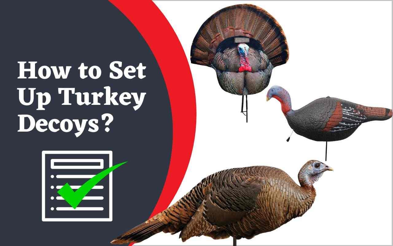 How to Set Up Turkey Decoys