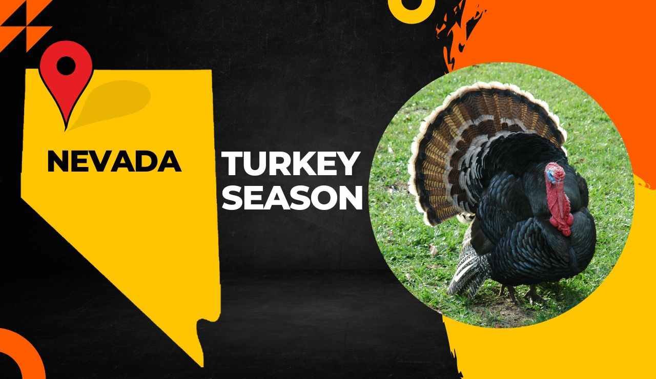 Nevada Turkey Season