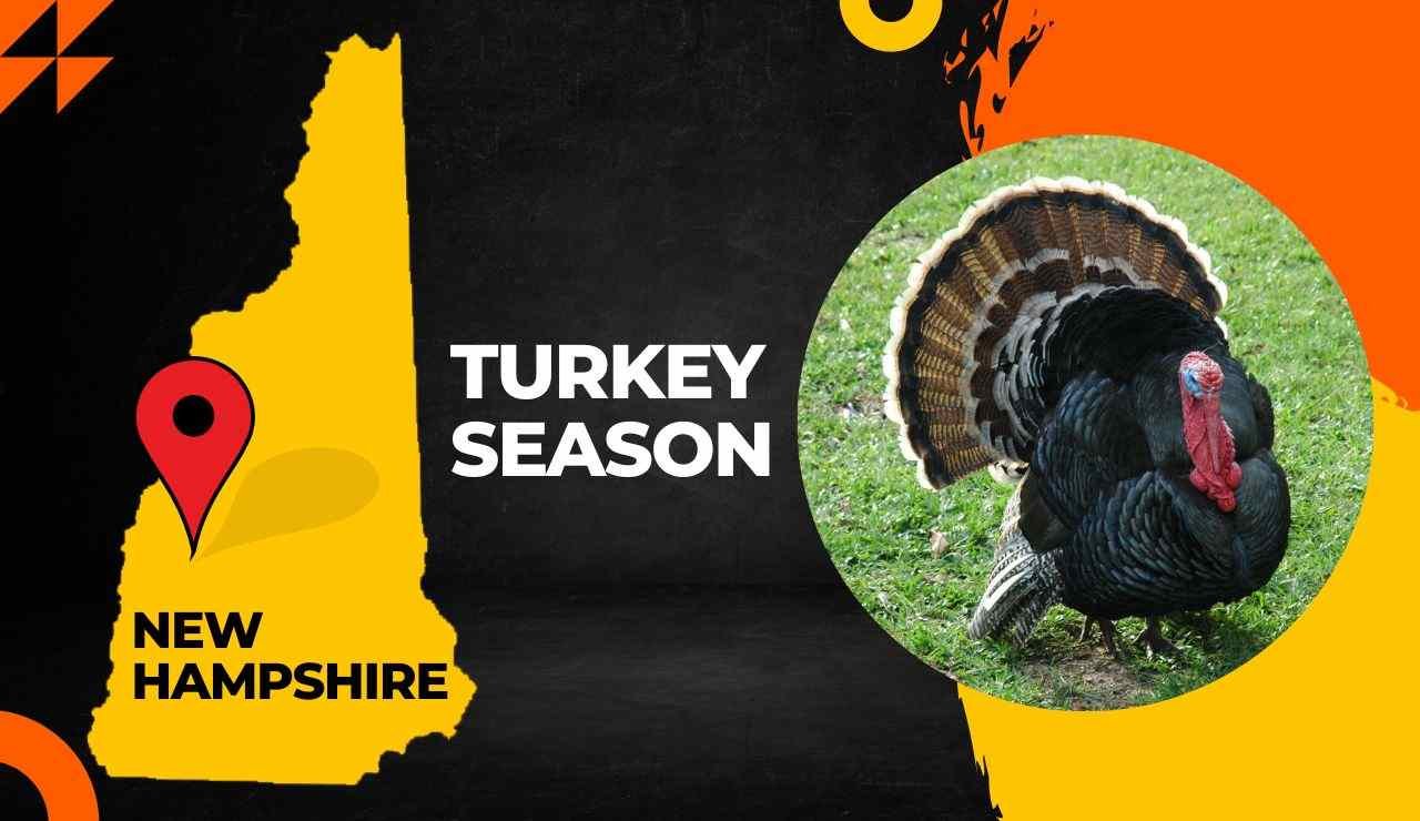 New Hampshire Turkey Season 2023 NH Turkey Hunting Guide [Dates