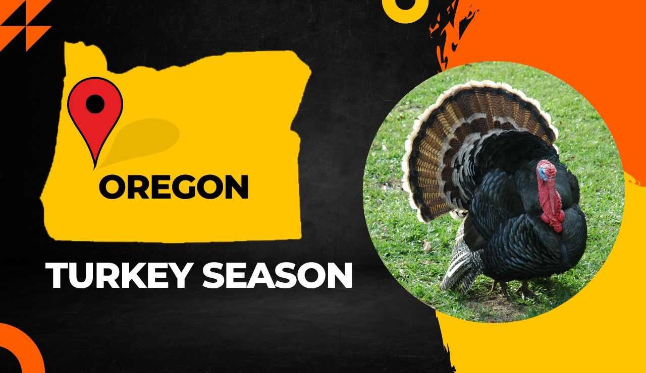 Oregon Turkey Season 2023 OR Turkey Hunting Guide [Dates, Regulations