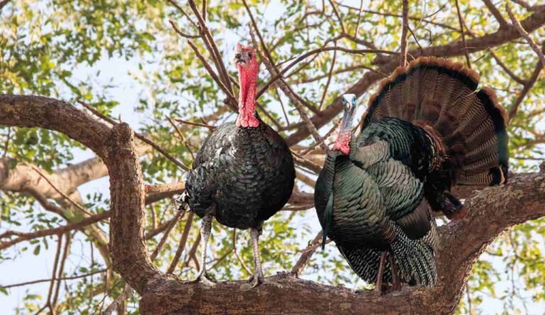 Tips For Finding Turkey Roosts