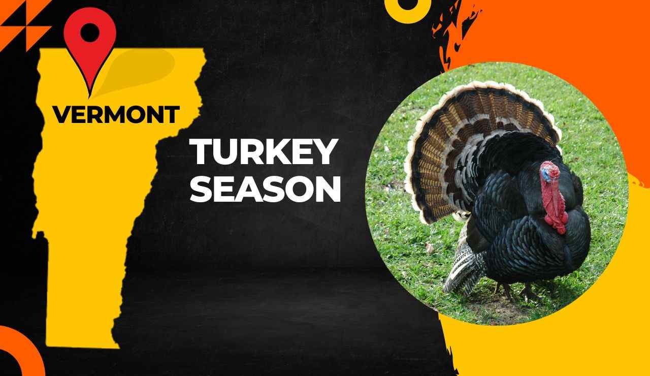 Vermont Turkey Season 2023 VT Turkey Hunting Guide [Dates, Regulations