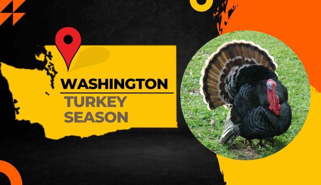 Washington Turkey Season 2024 [Dates, Regulations, Limits & More