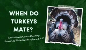 When Do Turkeys Mate? Understanding the Breeding Season of This Popular
