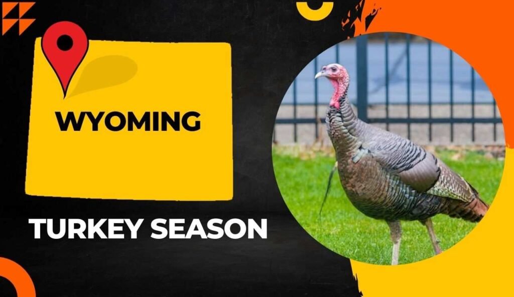 Wyoming Turkey Season 2024: [Dates, Regulations, Licenses & More!]