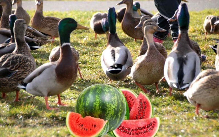 Can Ducks Eat Watermelon