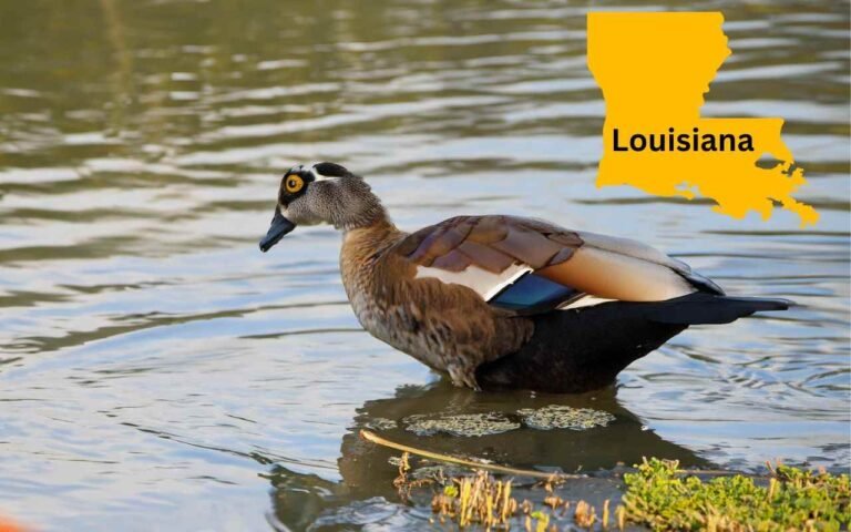 Louisiana Duck Season