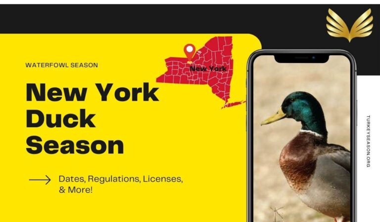 New York Duck Season