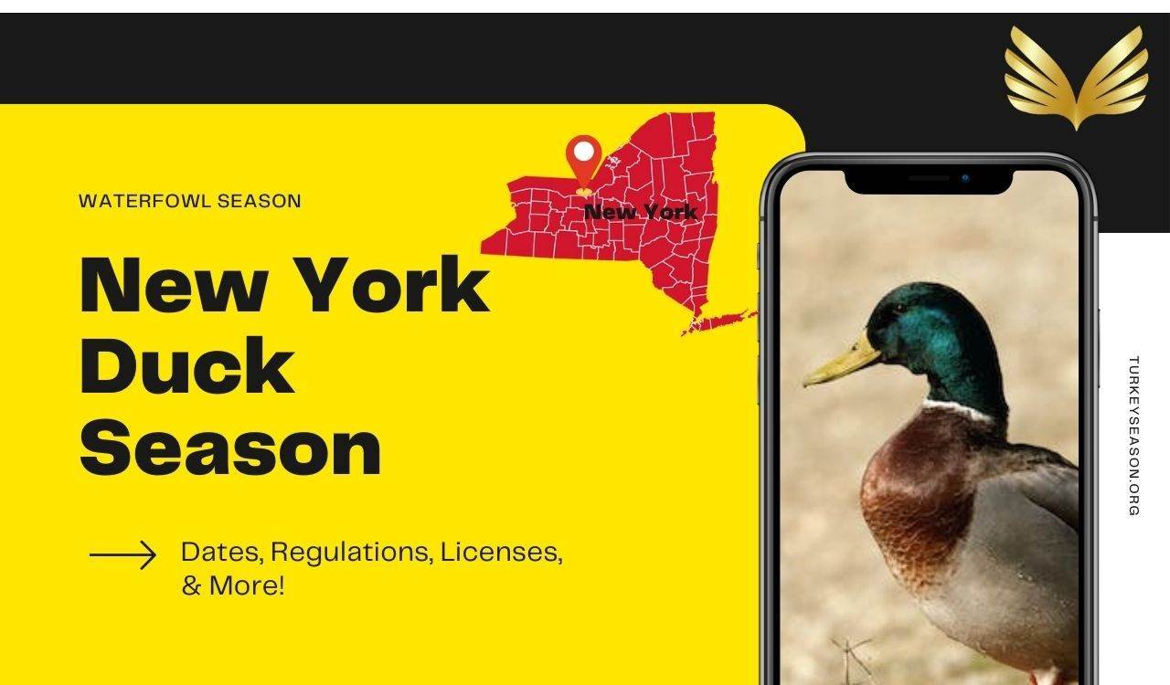 New York Duck Season 20232024 NY Duck Hunting Guide [Dates
