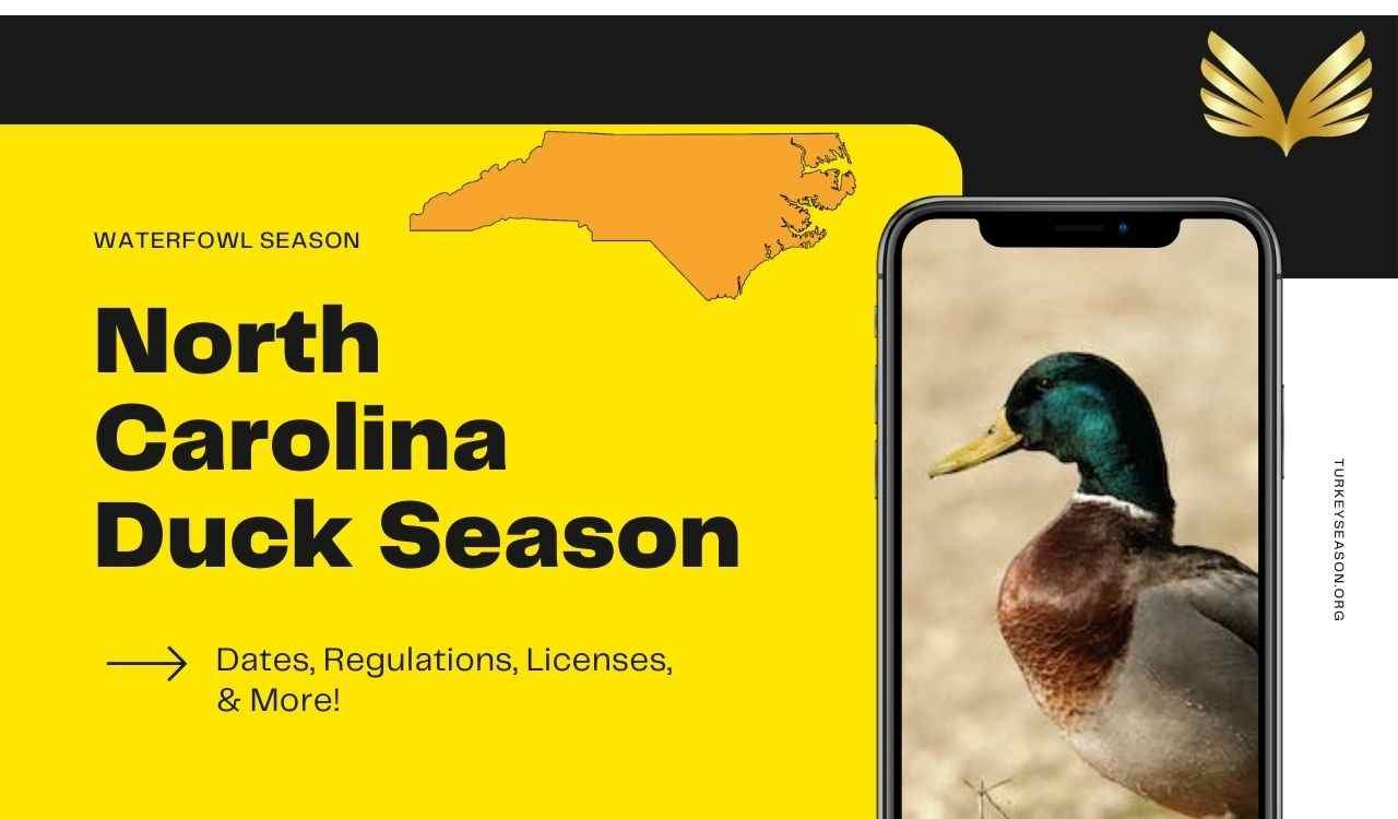NC Duck Season 20232024 Discover Latest Dates, Regulations, Licenses