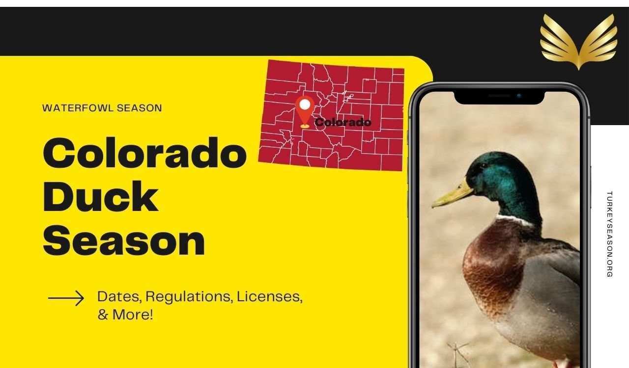 Colorado Duck Season 2023 CO Duck Hunting Dates, regulations And More!