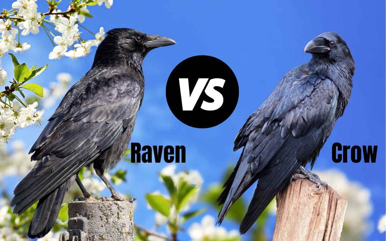 Differences Between Crows and Ravens-What Do You Need to Know About the ...