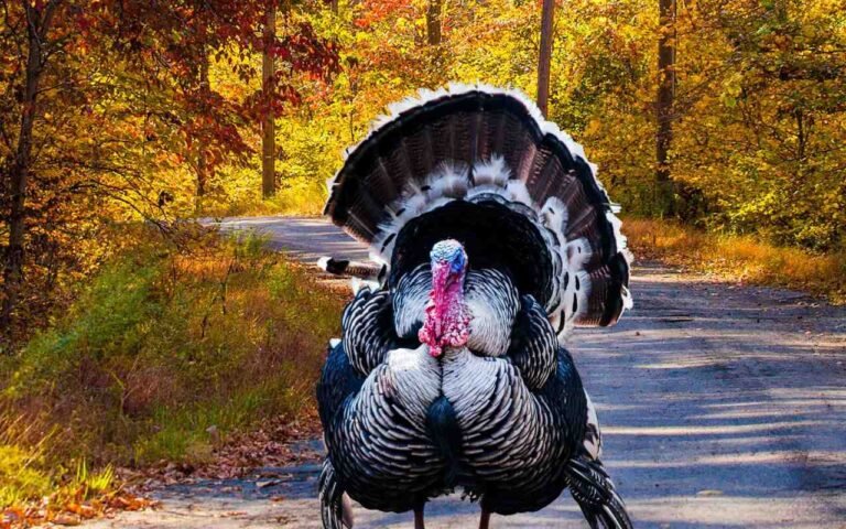 How to Turkey Hunt In The Fall