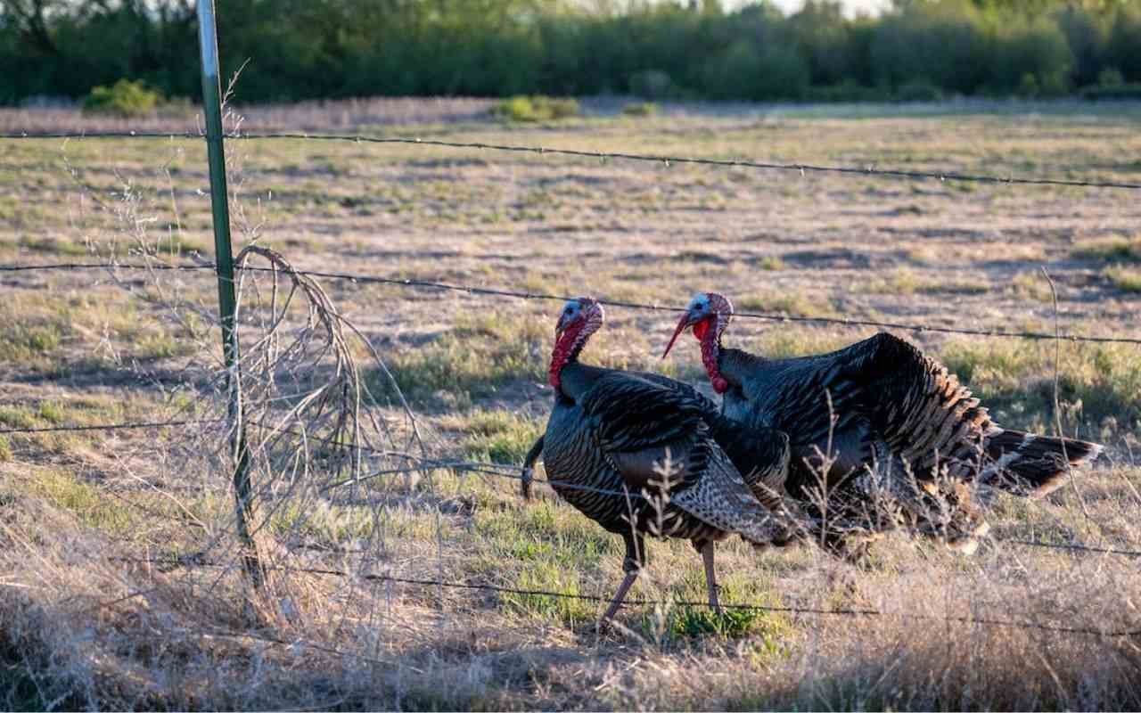 Wild Turkey Behavior 🦃Insights into Feeding🌿, Roosting, and