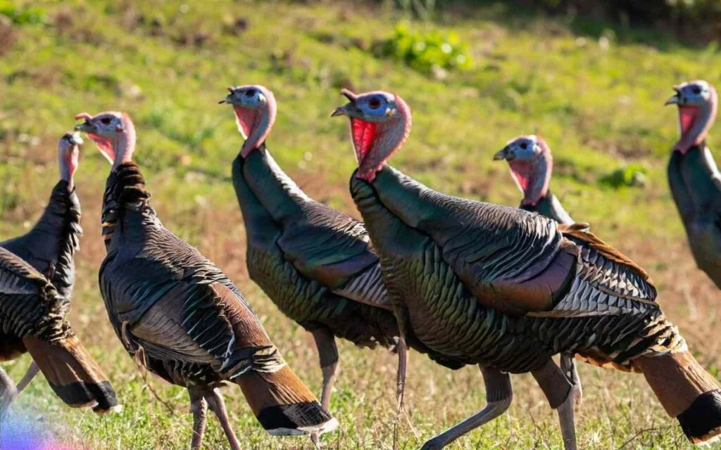 Wild Turkey Behavior: 🦃Insights into Feeding🌿 Roosting and Wild Turkey Behavior: 🦃Insights into Feeding🌿 Roosting and