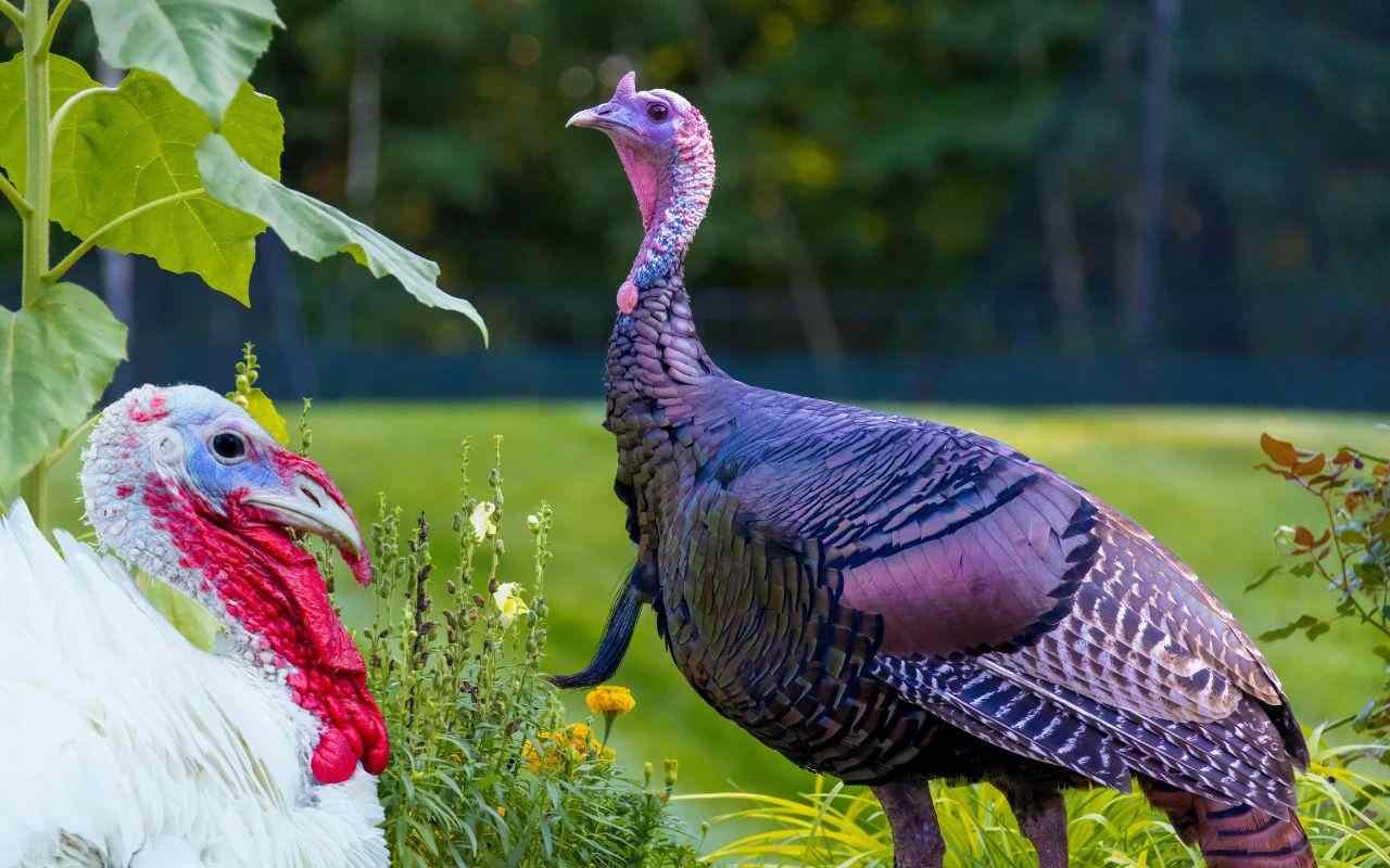turkey bird types